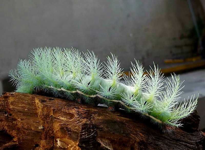 10 самых опасных животных Латинской Америки