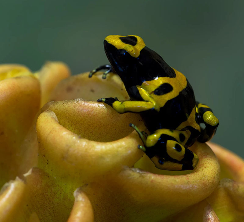 10 самых опасных животных Латинской Америки