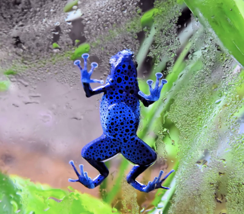 10 самых опасных животных Латинской Америки