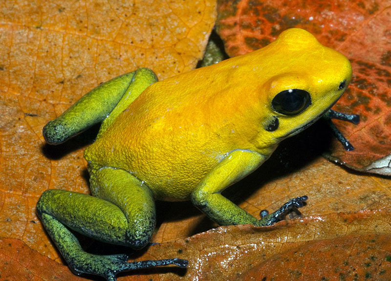 10 самых опасных животных Латинской Америки