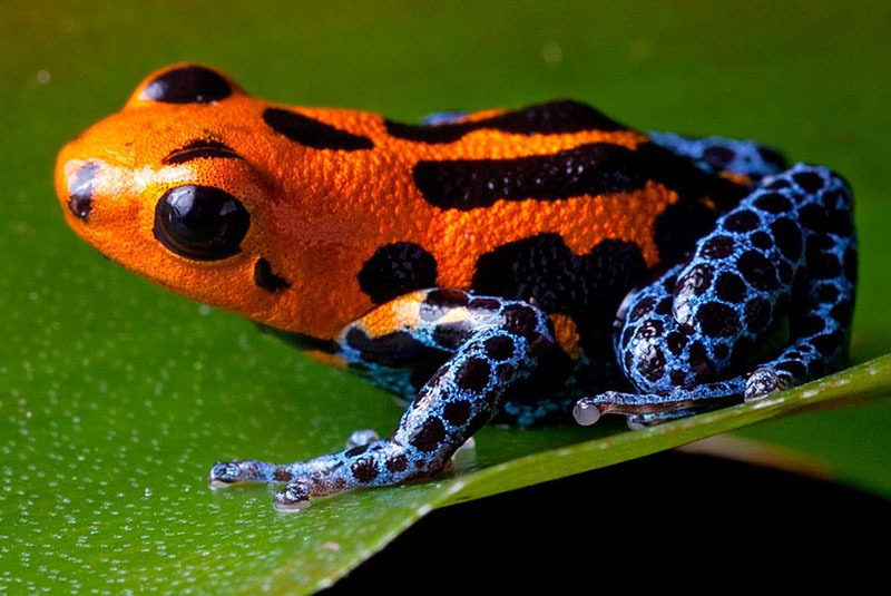 10 самых опасных животных Латинской Америки