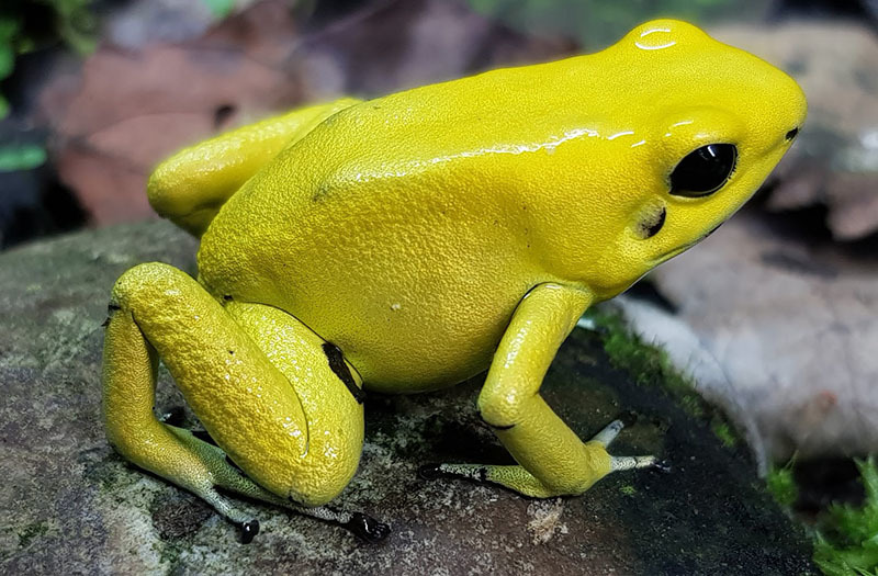 10 самых опасных животных Латинской Америки