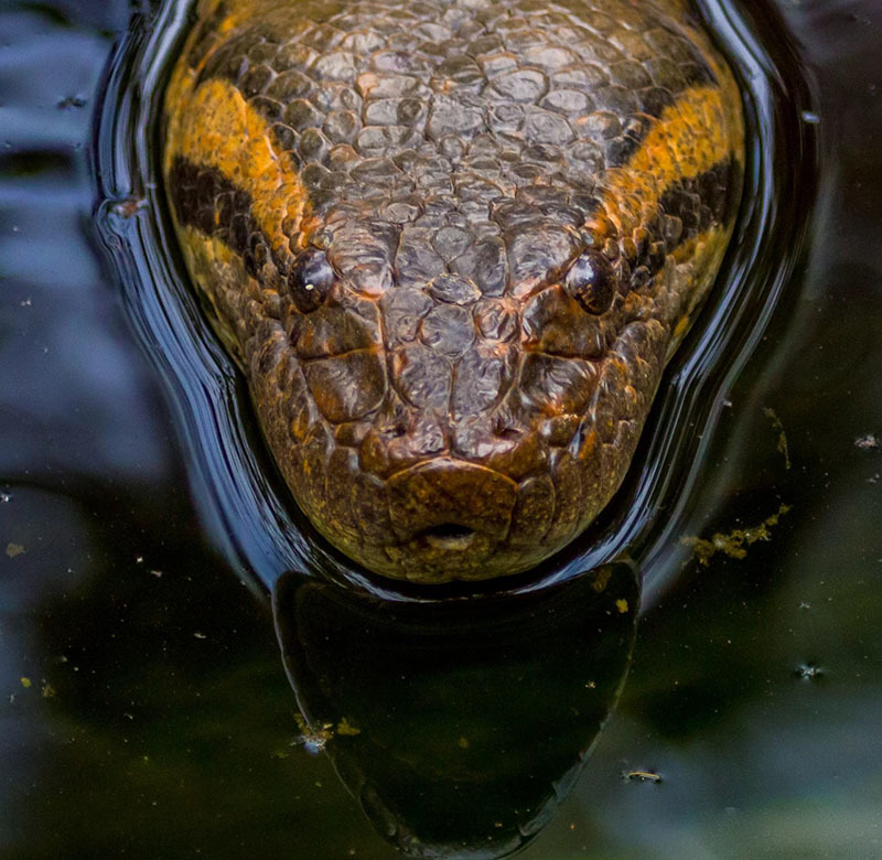 10 самых опасных животных Латинской Америки