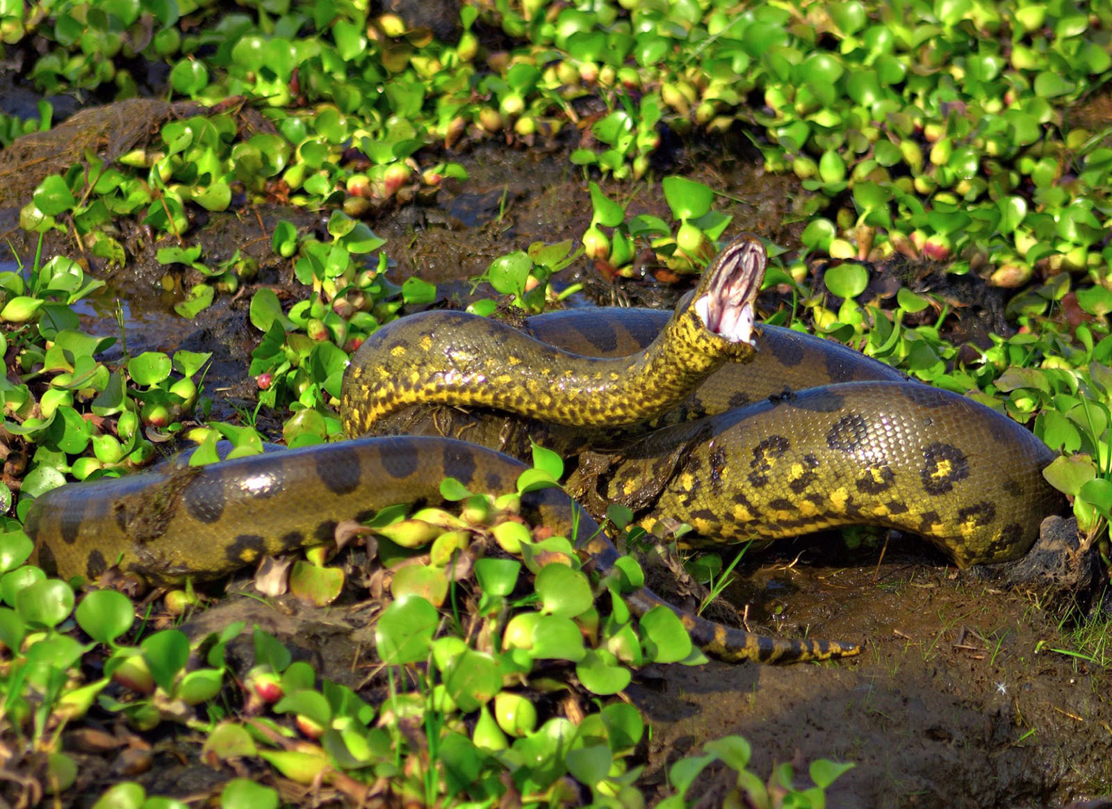 10 самых опасных животных Латинской Америки