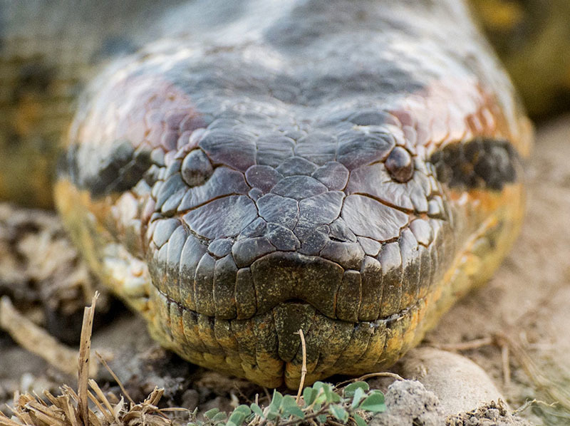 10 самых опасных животных Латинской Америки