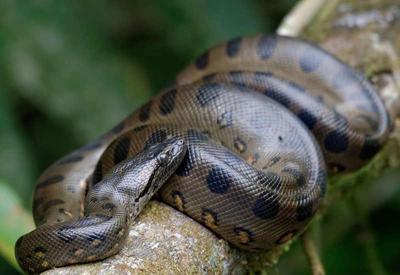 10 самых опасных животных Латинской Америки