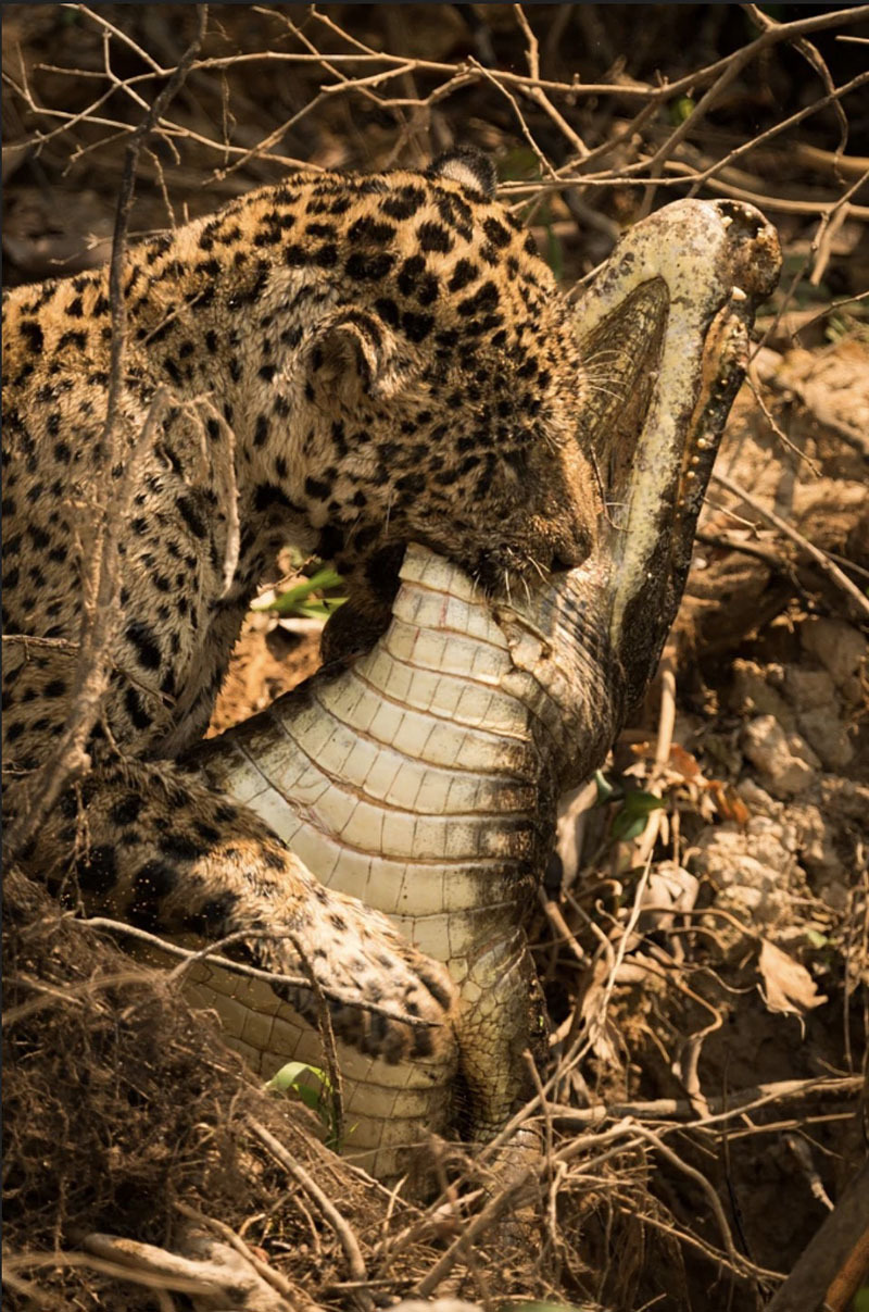 10 самых опасных животных Латинской Америки