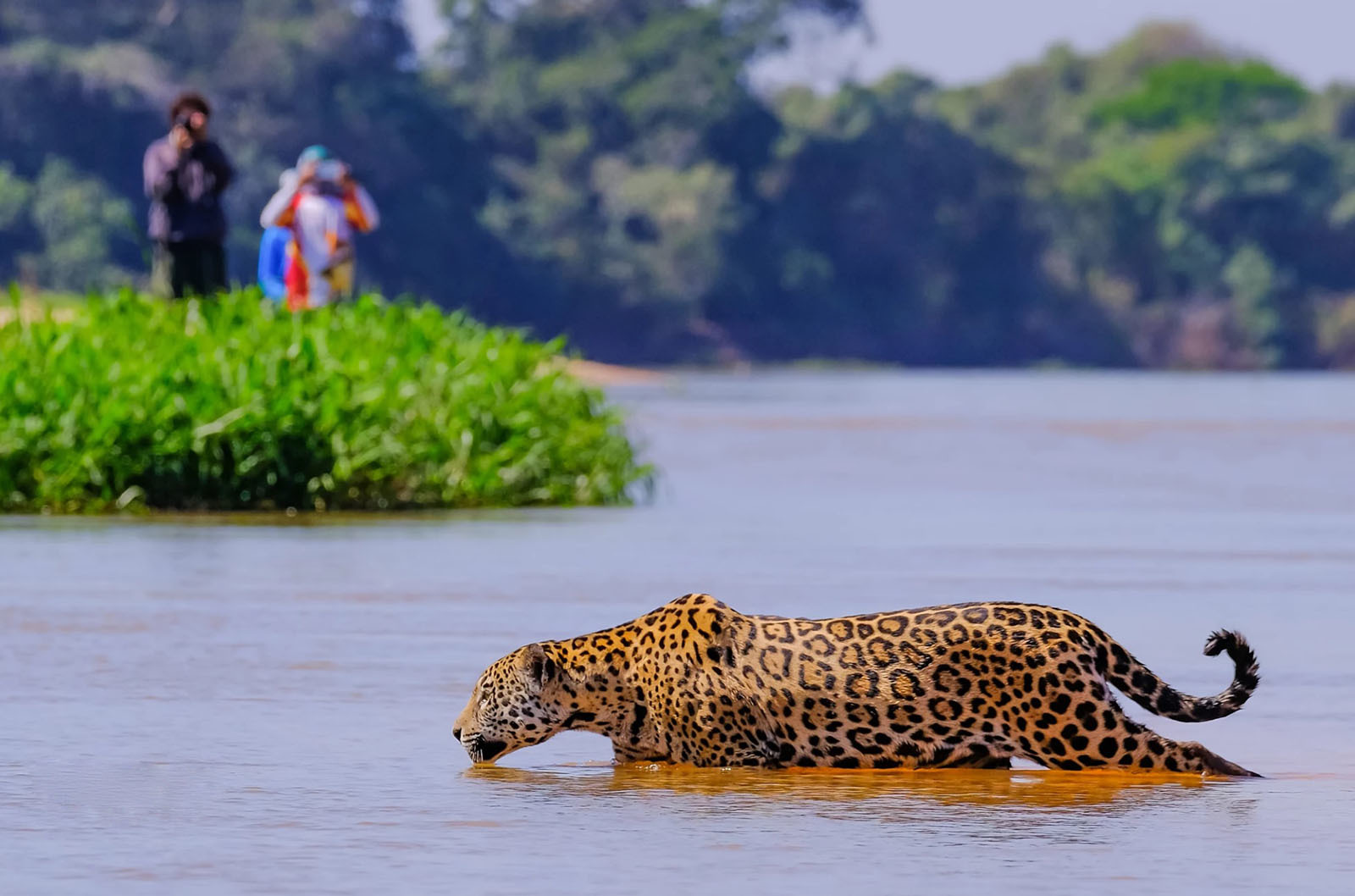 10 самых опасных животных Латинской Америки