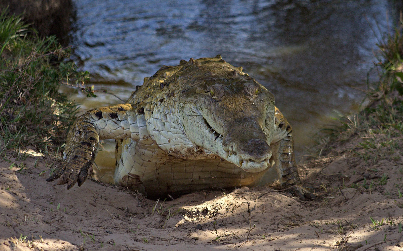 10 самых опасных животных Латинской Америки