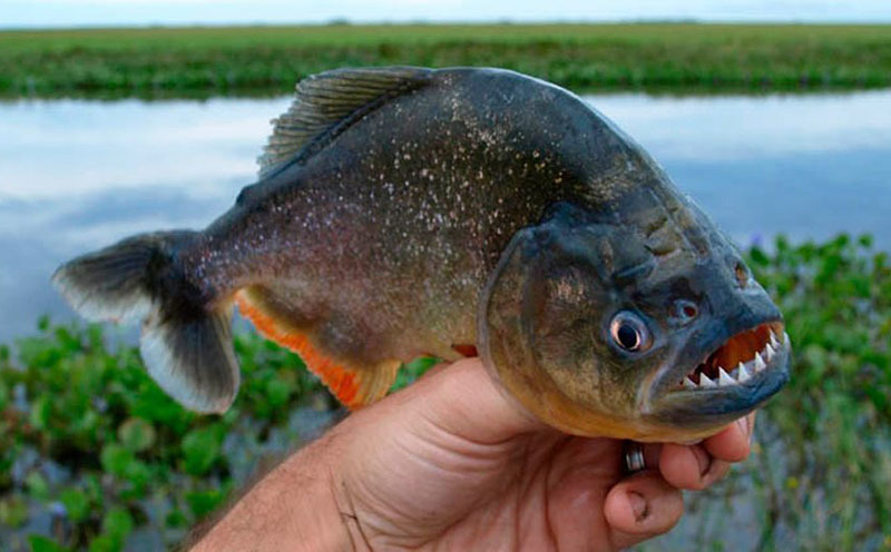 10 самых опасных животных Латинской Америки