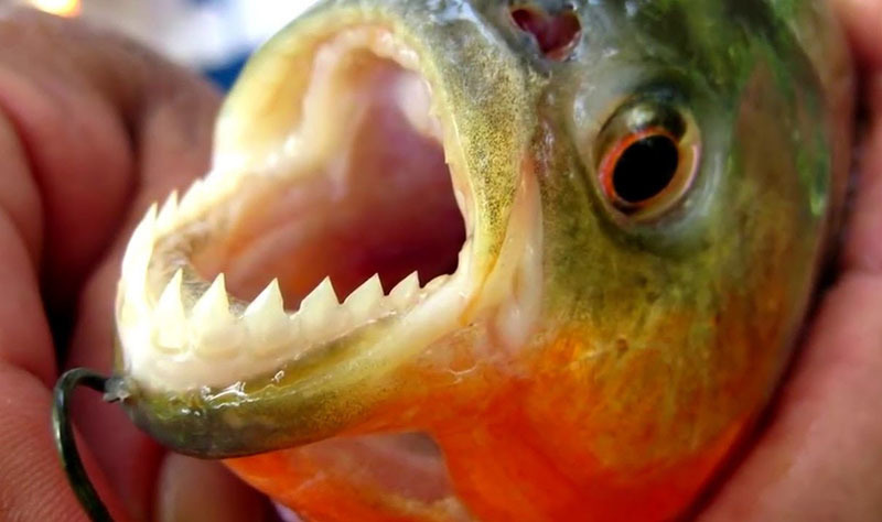 10 самых опасных животных Латинской Америки