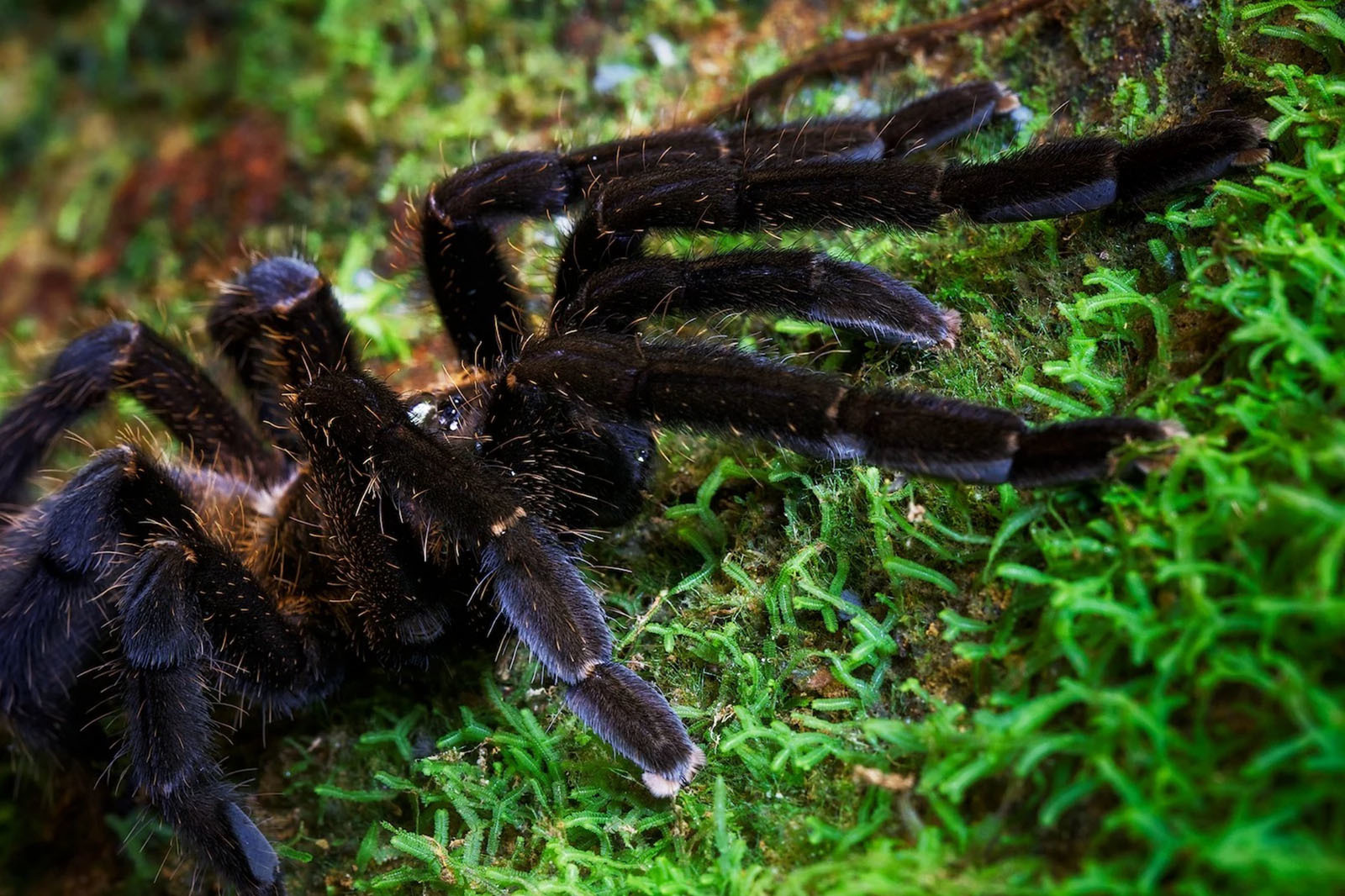 10 самых опасных животных Латинской Америки