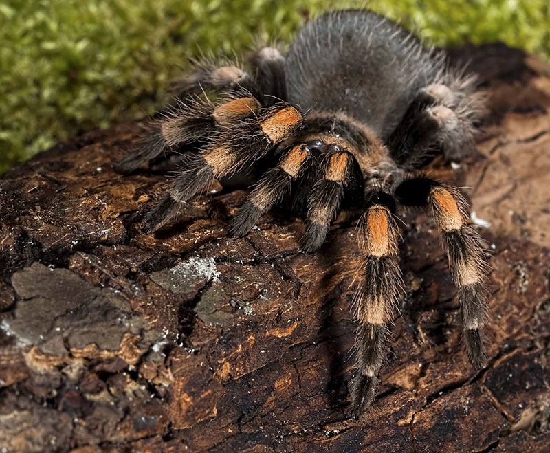 10 самых опасных животных Латинской Америки