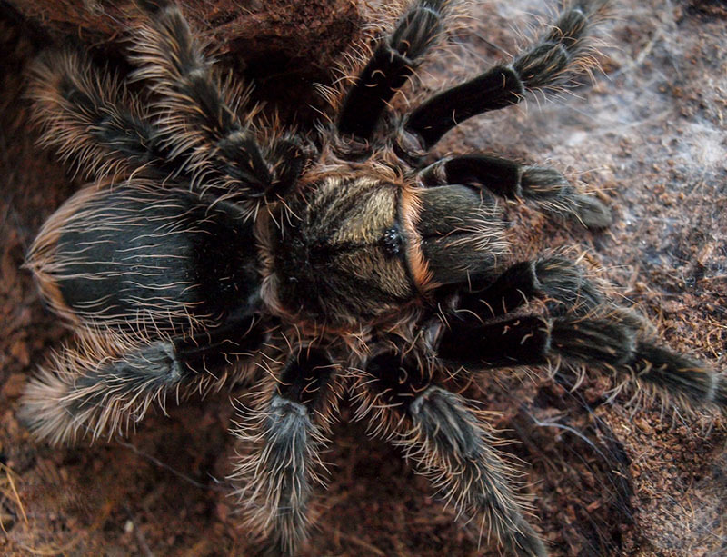 10 самых опасных животных Латинской Америки