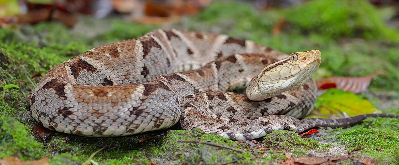 10 самых опасных животных Латинской Америки