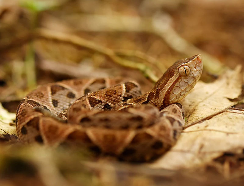 10 самых опасных животных Латинской Америки