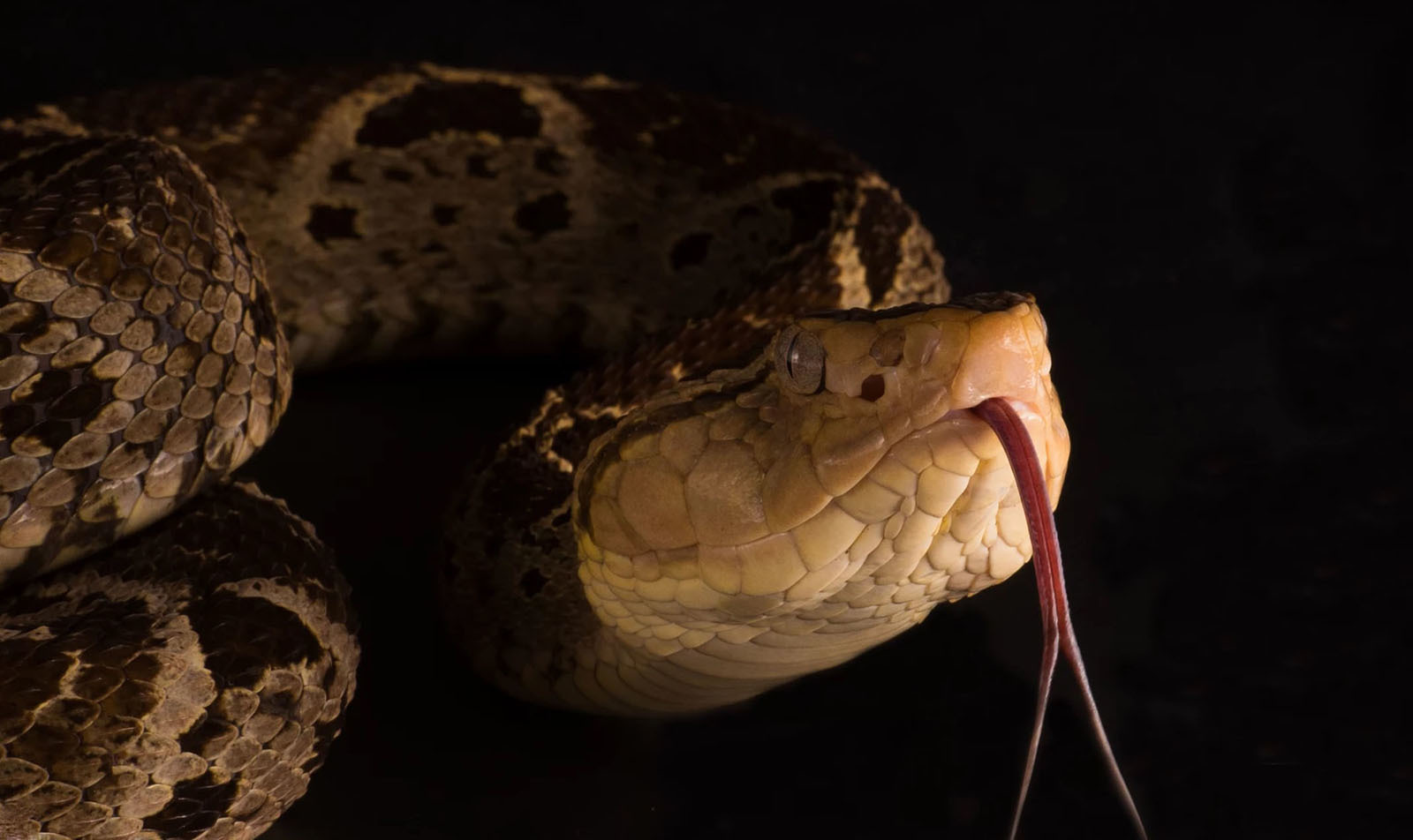 10 самых опасных животных Латинской Америки