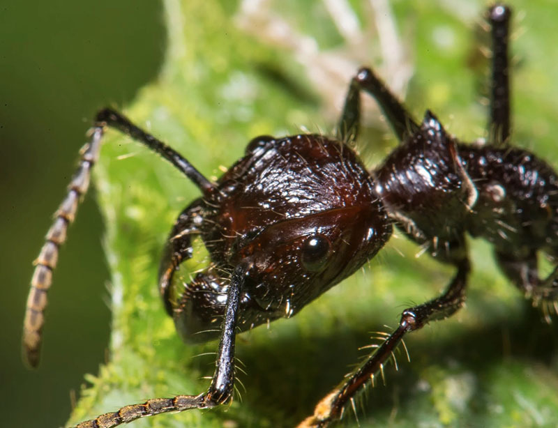 10 самых опасных животных Латинской Америки