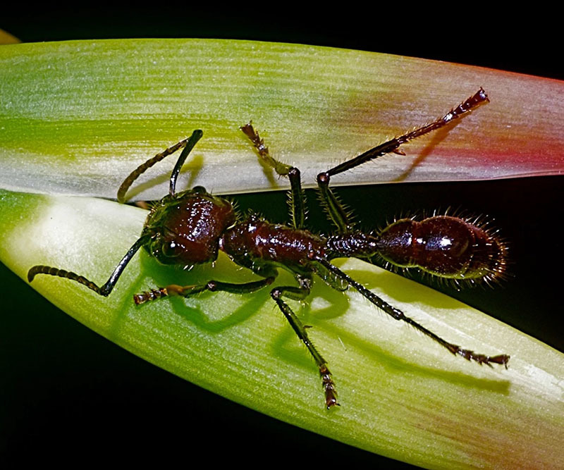 10 самых опасных животных Латинской Америки