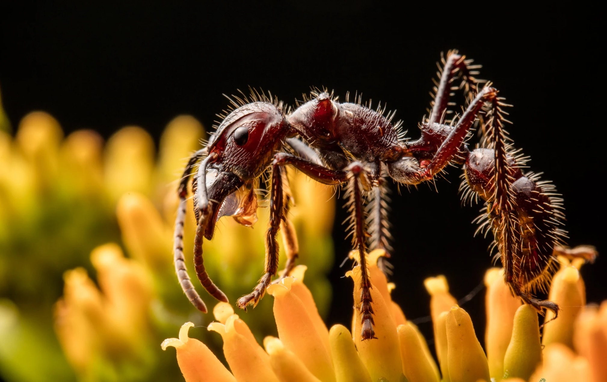 10 самых опасных животных Латинской Америки