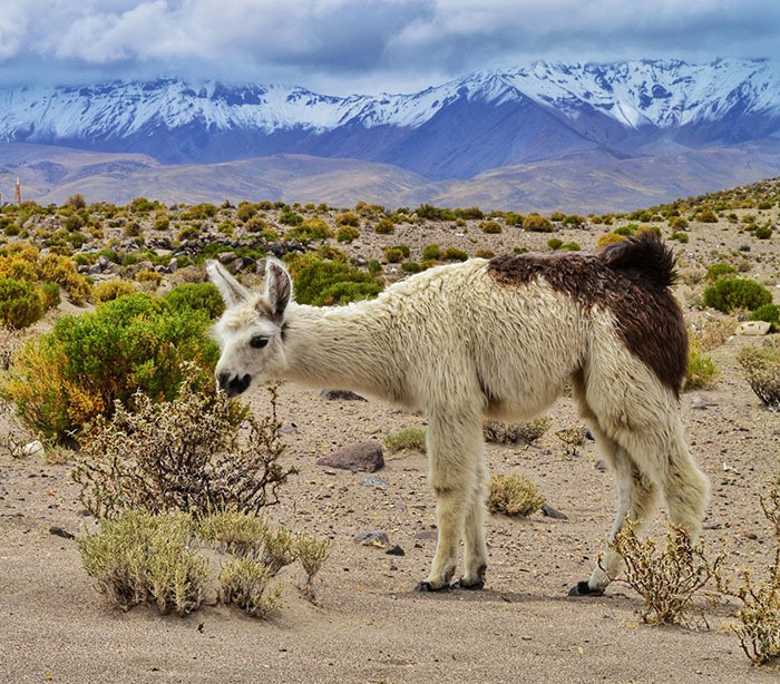 20 самых интересных мест Боливии