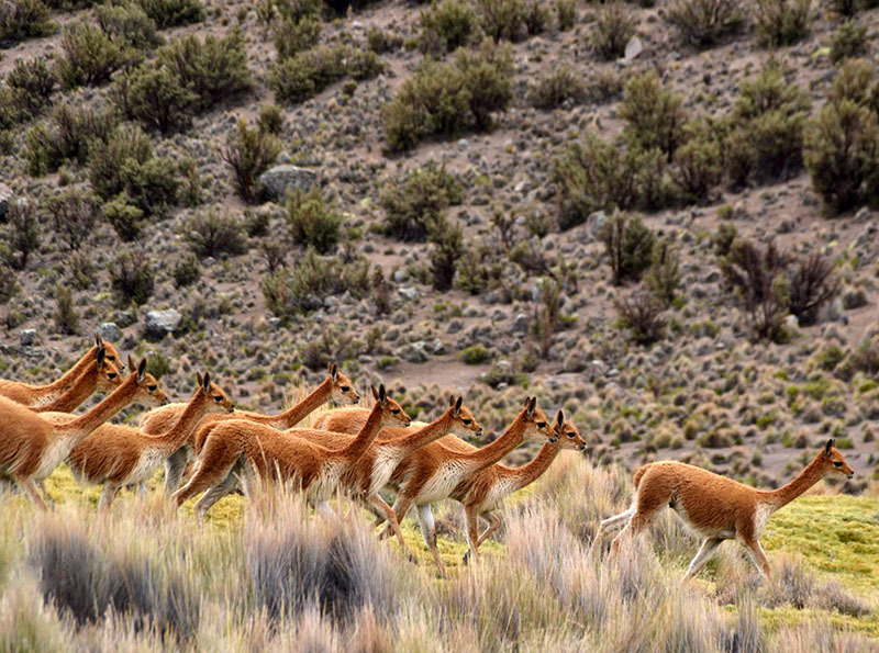 20 самых интересных мест Боливии