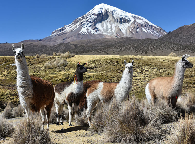 20 самых интересных мест Боливии