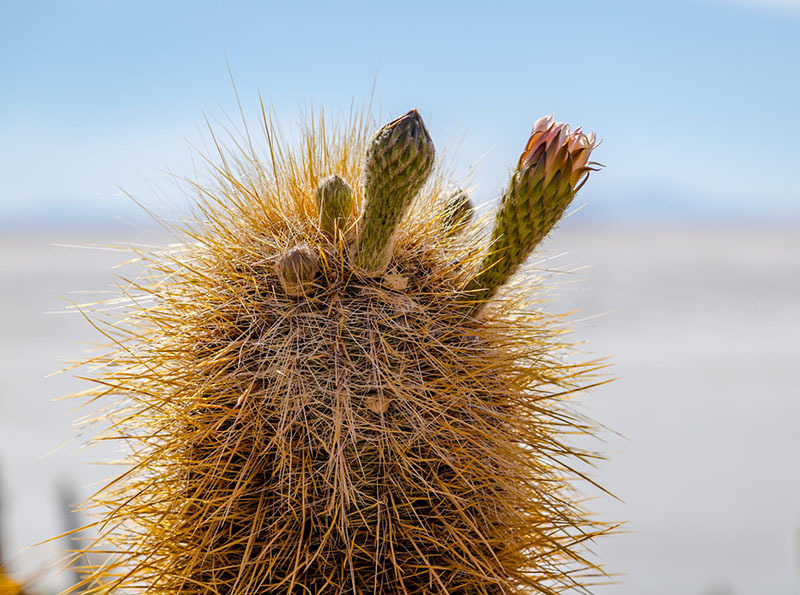 20 самых интересных мест Боливии