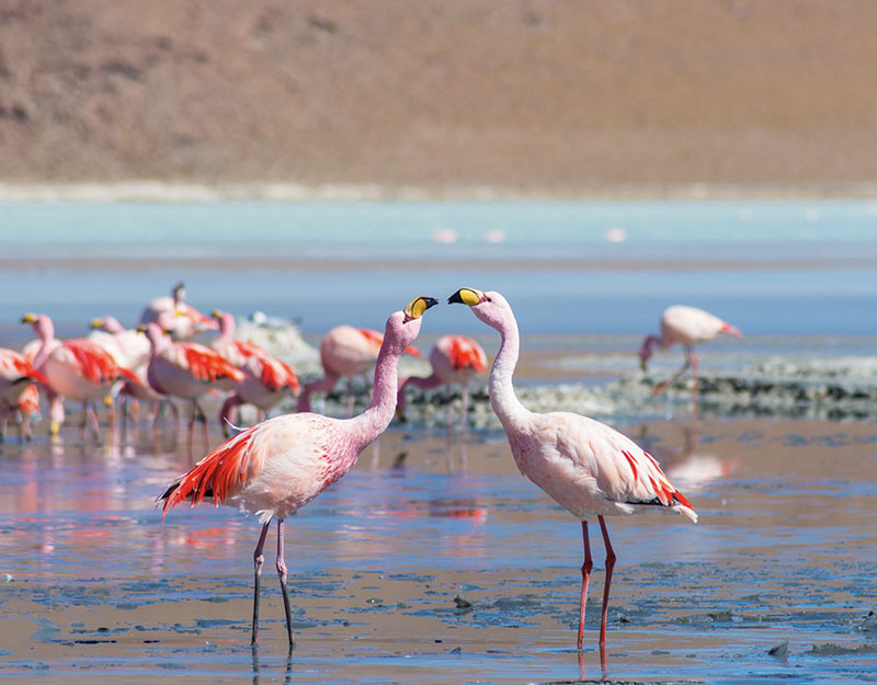 20 самых интересных мест Боливии