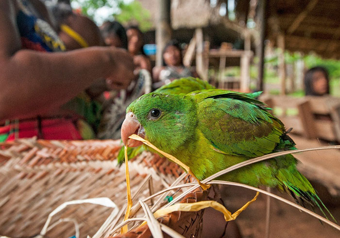 Индейцы Панамы