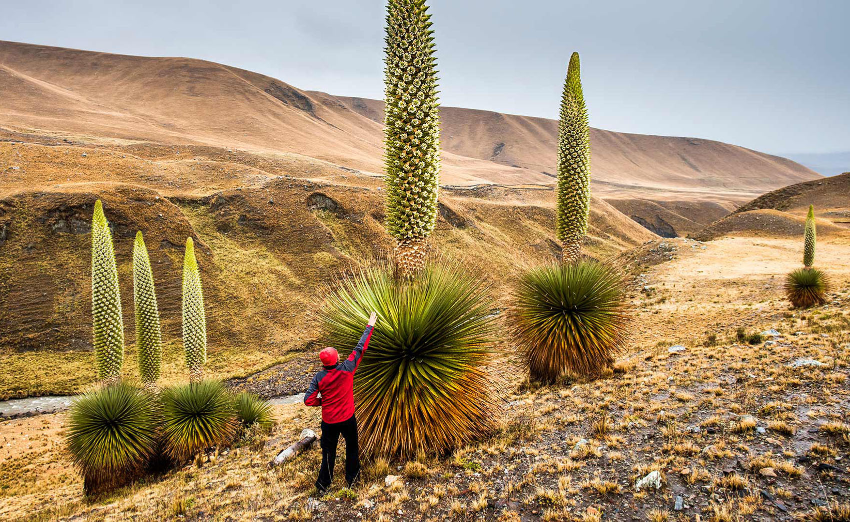 «Королева Анд» цветущая раз в 100 лет