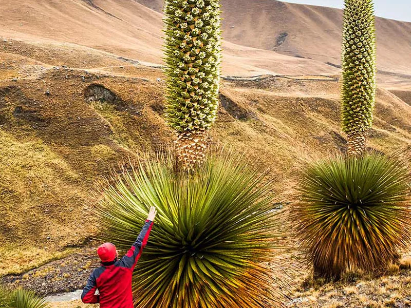 «Королева Анд» цветущая раз в 100 лет