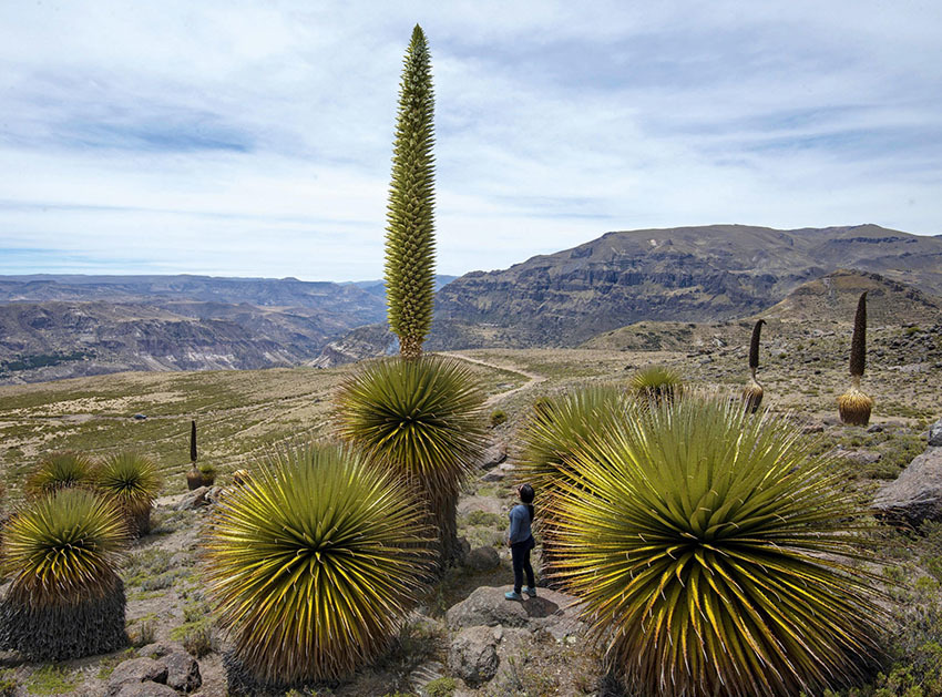 «Королева Анд» цветущая раз в 100 лет
