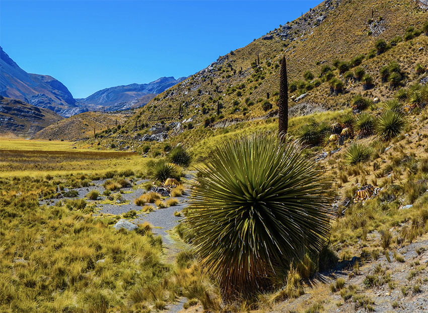 «Королева Анд» цветущая раз в 100 лет