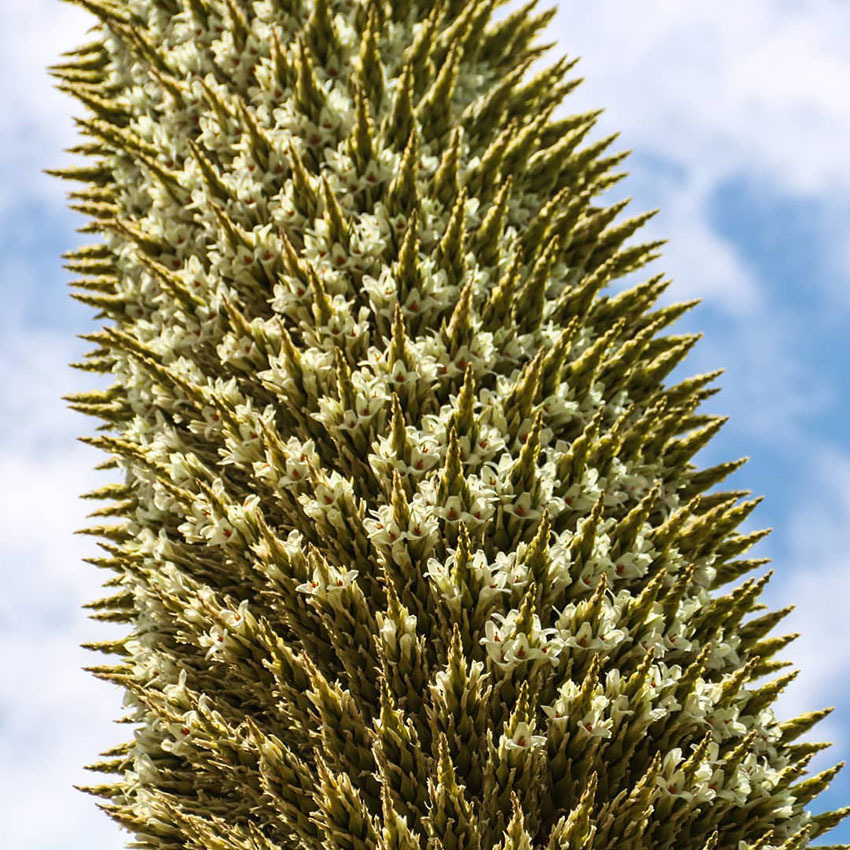 «Королева Анд» цветущая раз в 100 лет