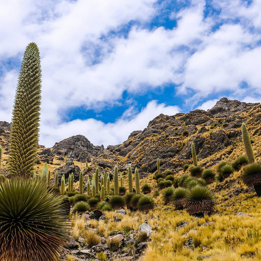 «Королева Анд» цветущая раз в 100 лет