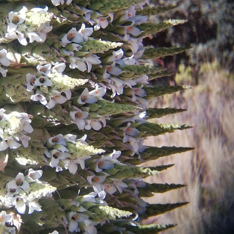 «Королева Анд» цветущая раз в 100 лет