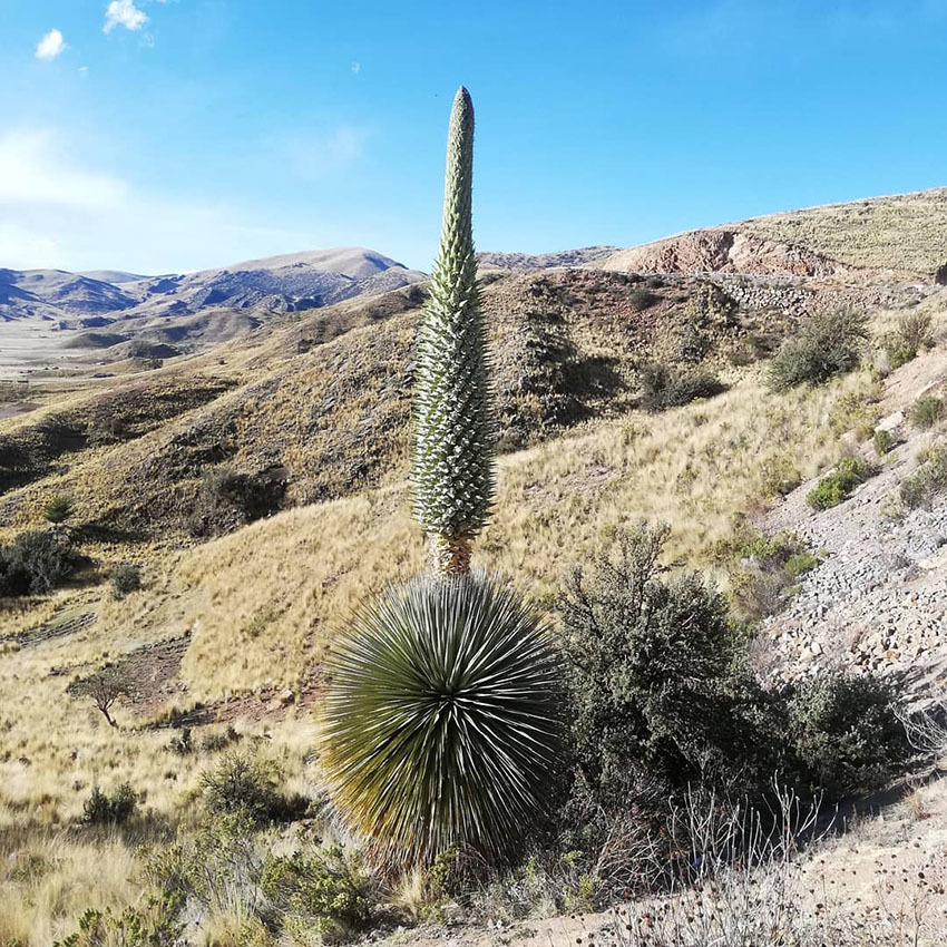 «Королева Анд» цветущая раз в 100 лет