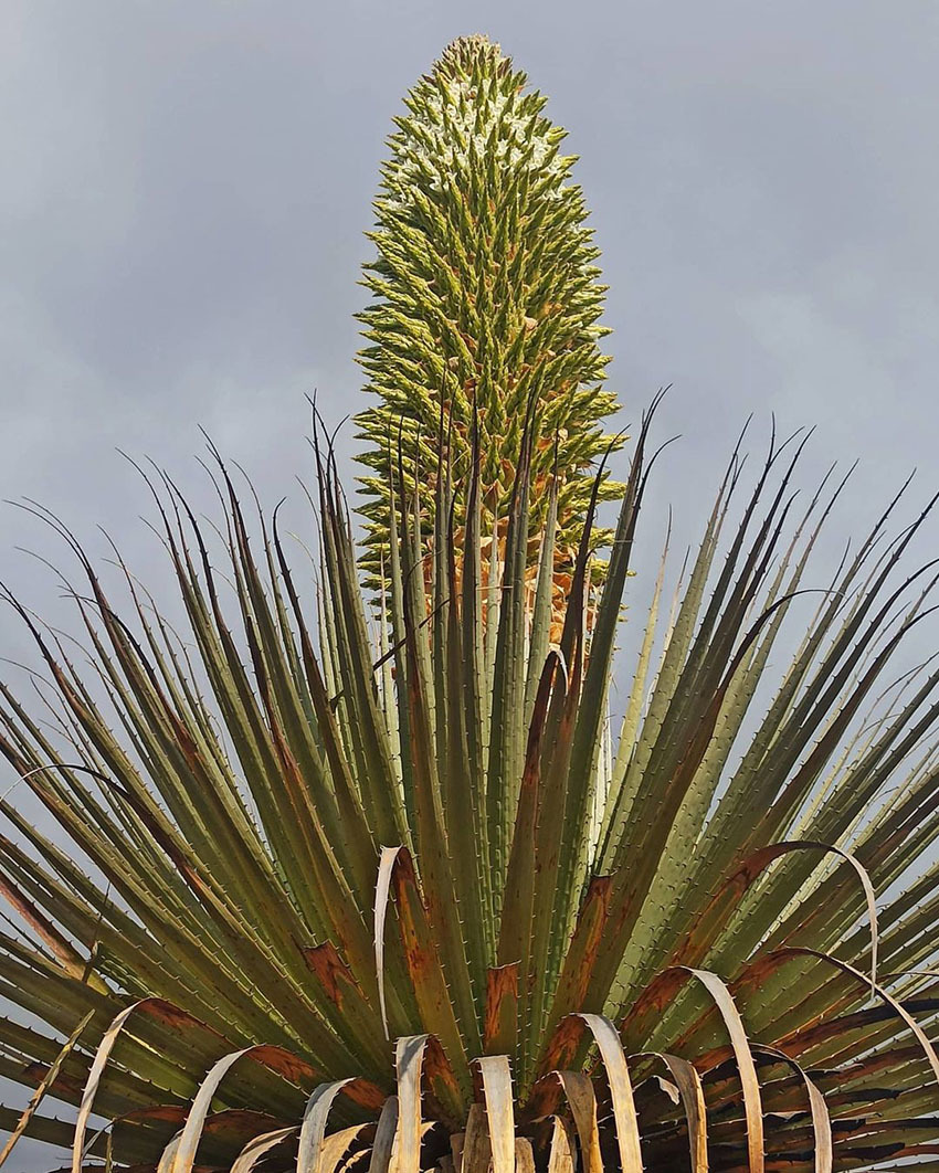 «Королева Анд» цветущая раз в 100 лет