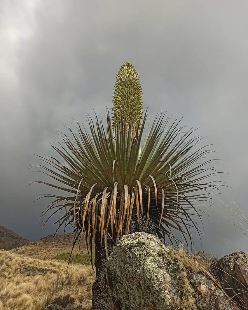 «Королева Анд» цветущая раз в 100 лет