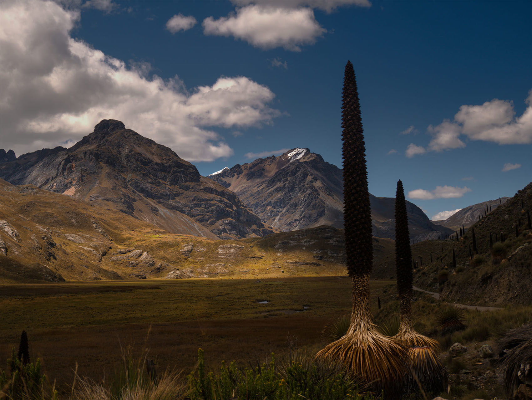 «Королева Анд» цветущая раз в 100 лет