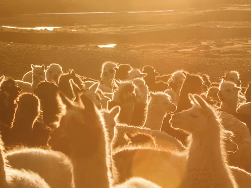 Национальный Парк Сахама, Боливия