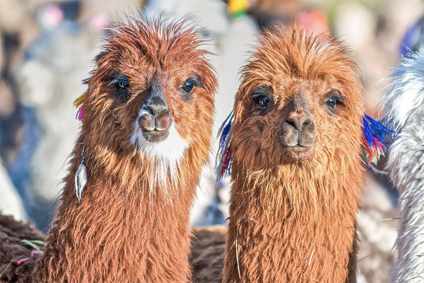 Национальный Парк Сахама, Боливия