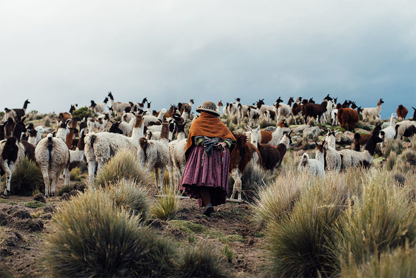 Национальный Парк Сахама, Боливия