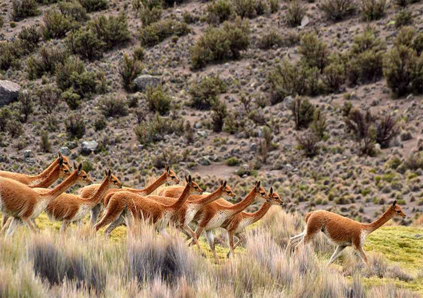 Национальный Парк Сахама, Боливия
