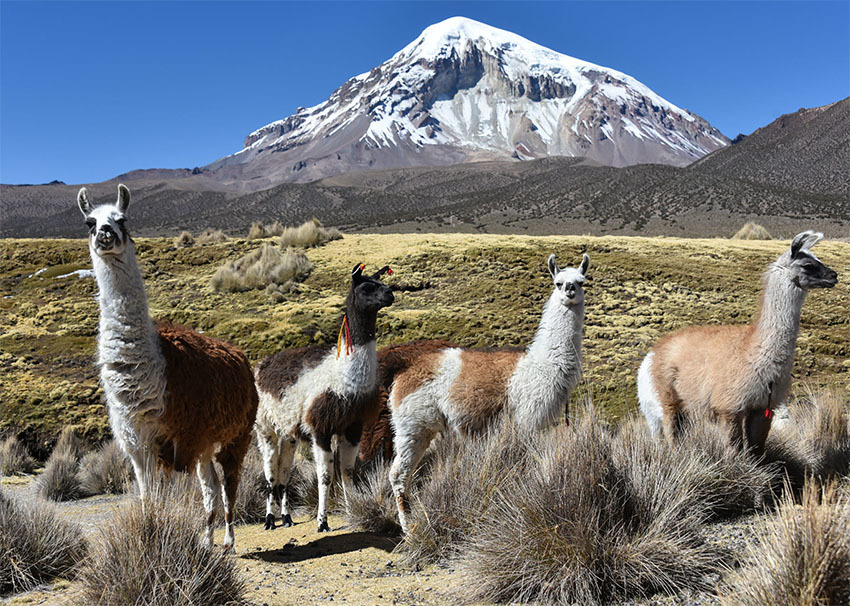 Национальный Парк Сахама, Боливия