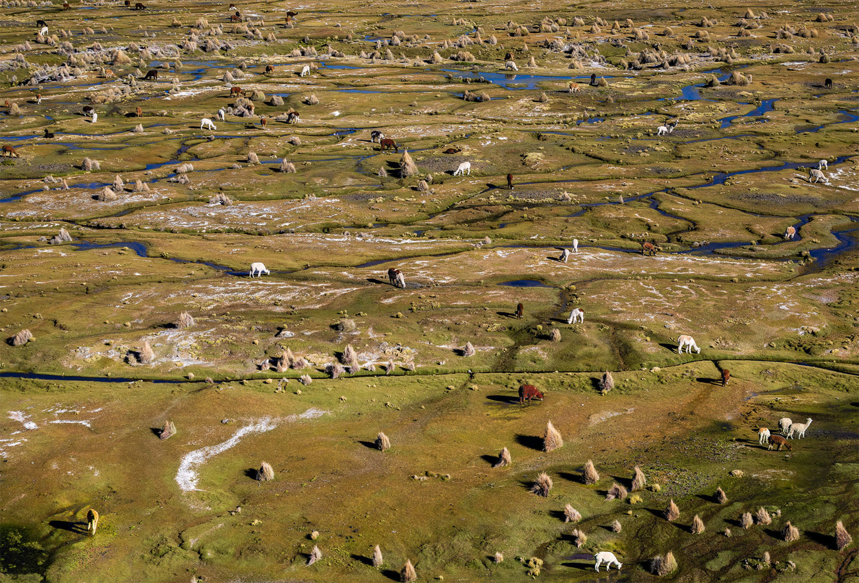 Национальный Парк Сахама, Боливия