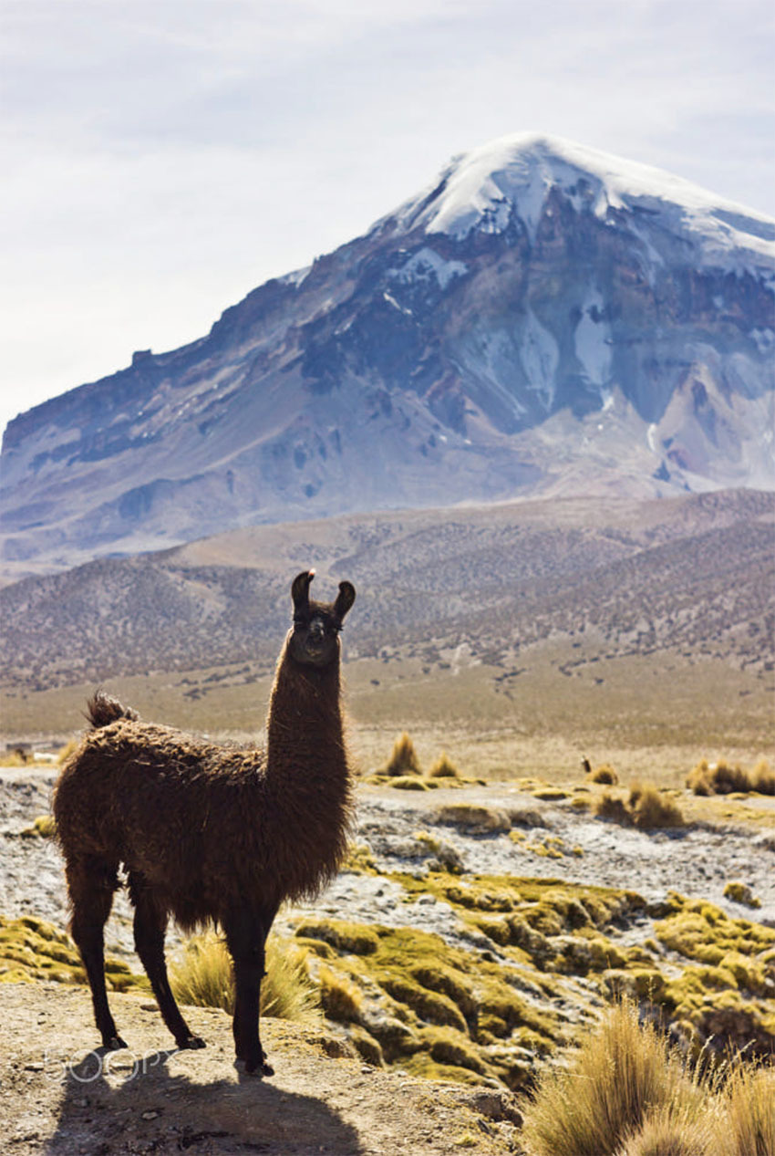 Национальный Парк Сахама, Боливия