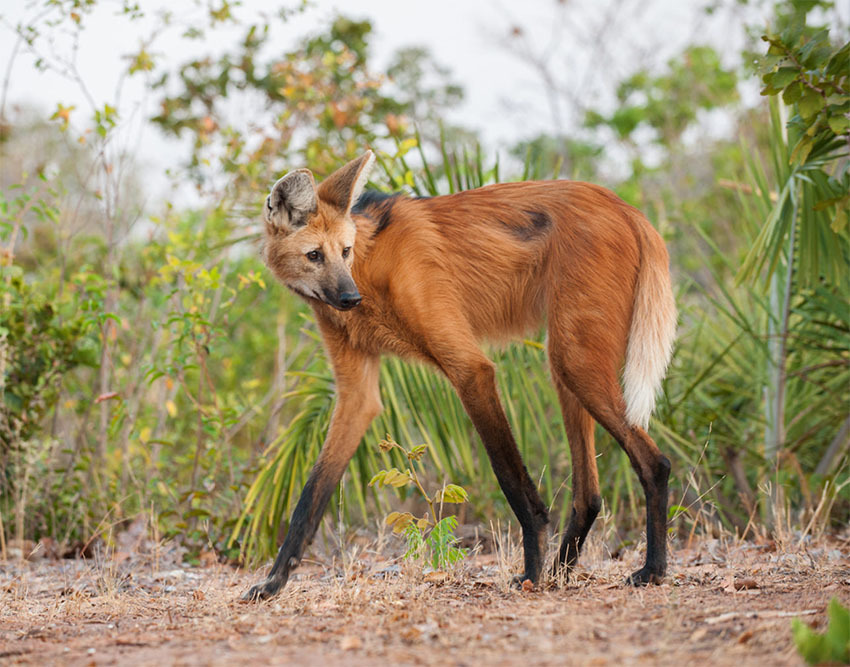 Затерянный Мир Боливии — Национальный Парк Ноэль Кемпфф Меркадо