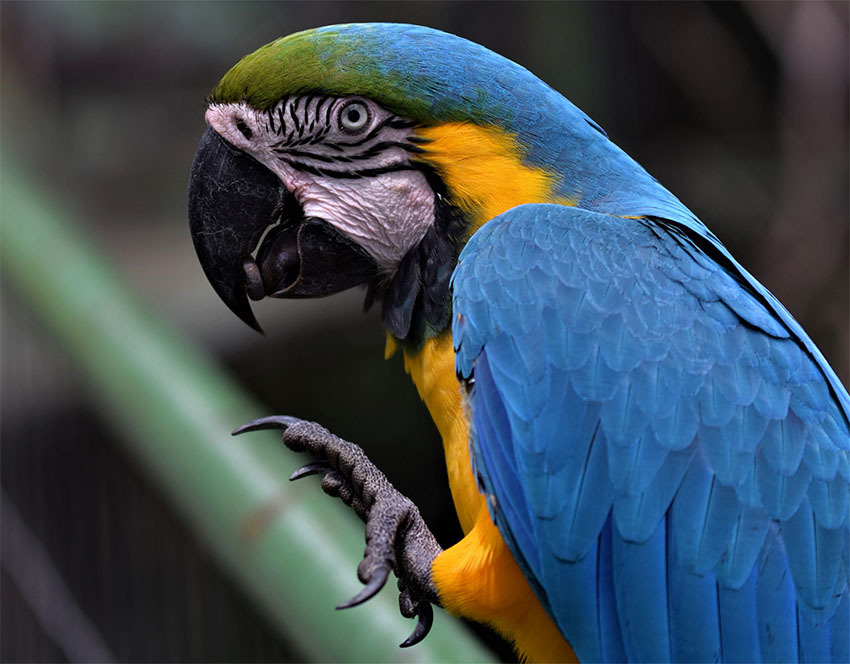 Затерянный Мир Боливии — Национальный Парк Ноэль Кемпфф Меркадо